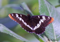 Limenitis corquini